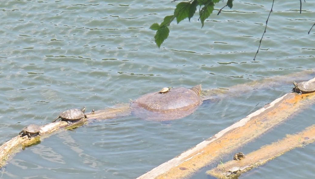 Too Hot for Turtles | Banjo Rehab Center, Banjo Restoration